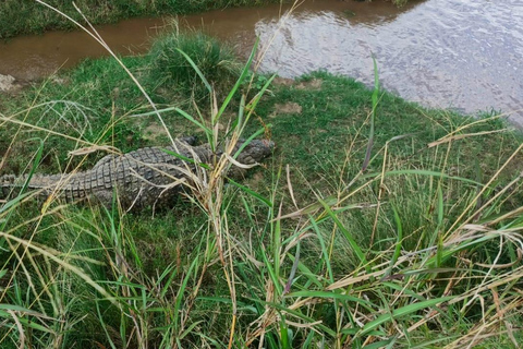 Nairobi: National Park Safari with Hotel Pickup in a Van