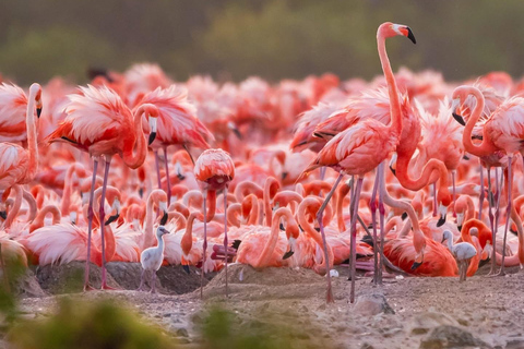 Rio Lagartos et Las Coloradas : EcoSafari Flamingo DeluxRio Lagartos et Las Coloradas : EcoSafari Flamingo Deluxe