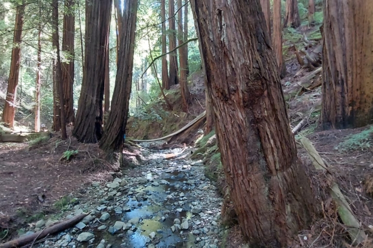 Au départ de San Francisco : Visite de groupe de Muir Woods et Sausalito