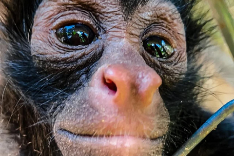 马尔多纳多港：塔里卡亚野生动物救援中心之旅