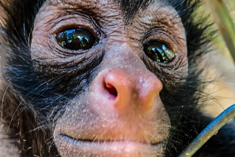 马尔多纳多港：塔里卡亚野生动物救援中心之旅