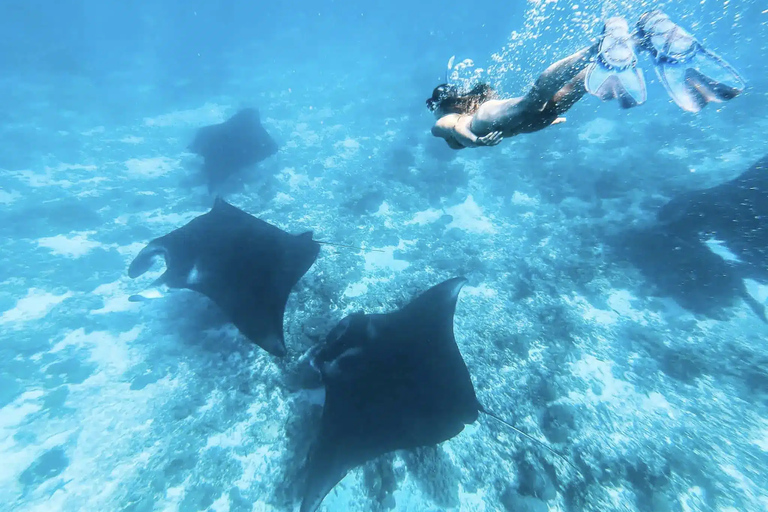 Île de Komodo : Excursion d'une journée pour les dragons et les îles de Komodo