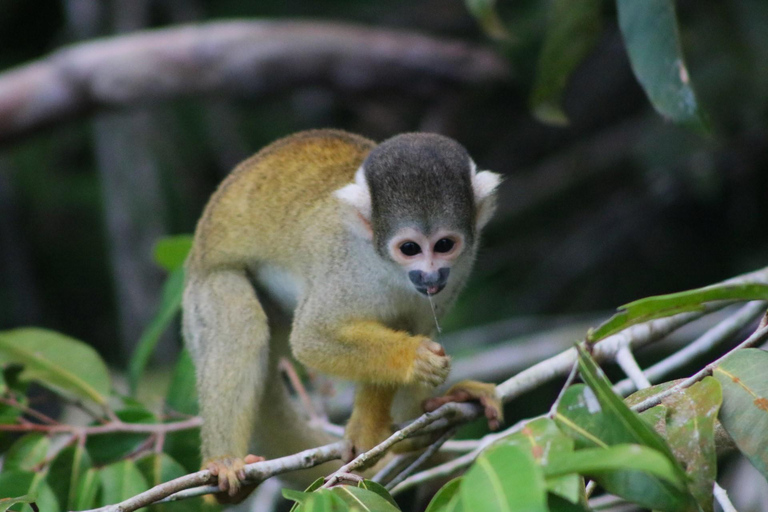 expedicion en bote por el rio tambapata
