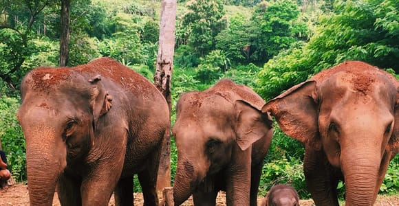 Chiang Mai: Doi Inthanon Park Hiking & Elephants Sanctuary