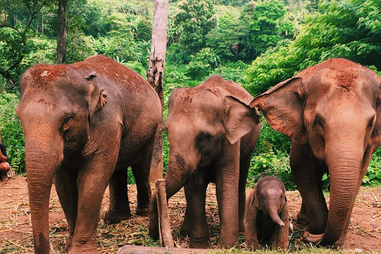 Chiang Mai : Parc national de Doi Inthanon et sanctuaire des éléphants