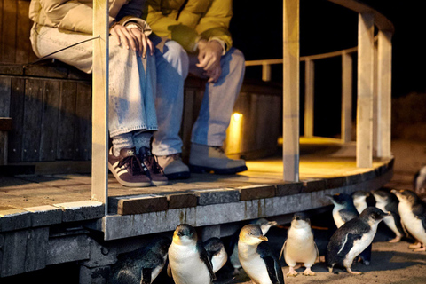 Luxury Phillip Island Tour for Families & Explorers 10 Max