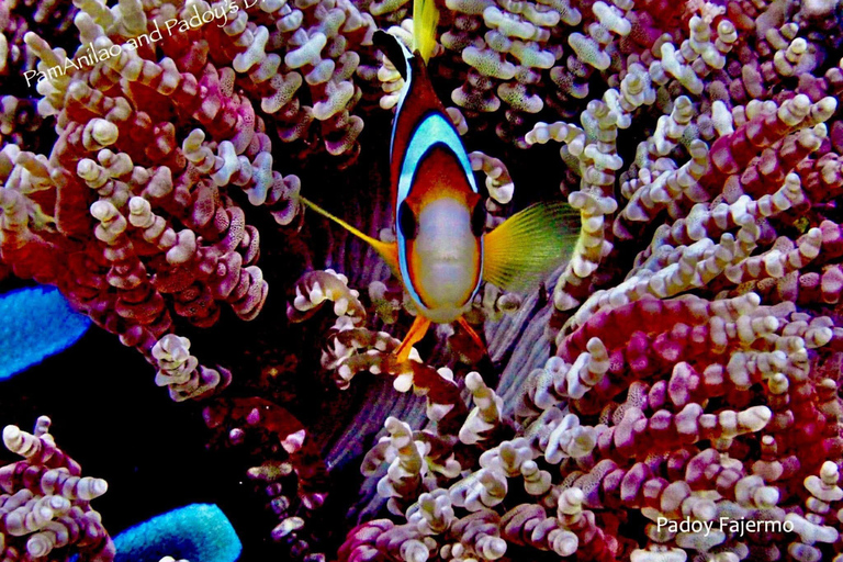 From Manila: Beginner's Scuba Diving Experience