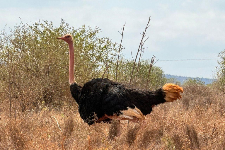 Nairobi: 4 Days epic trip to Amboseli, Tsavo West & East