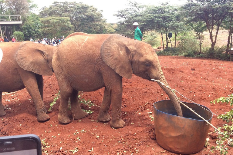 Nairobi Tagestour, Elefantenwaisenhaus und Giraffenzentrum