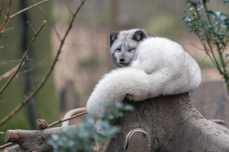 Rovaniemi: Ranua Zoo Tickets & Transportation. 4 people Rovaniemi: Ranua Zoo Tickets and Transportation. PETS