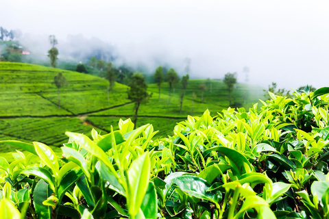 De Negombo: Excursão de 2 dias a Nuwara Eliya, Kandy e cascatasOpção de hotel de 3 estrelas