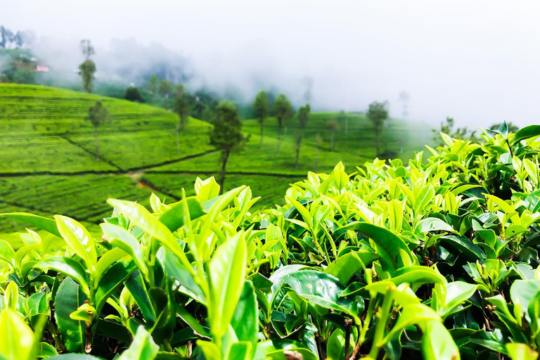 De Negombo: Excursão de 2 dias a Nuwara Eliya, Kandy e cascatasOpção de hotel de 3 estrelas