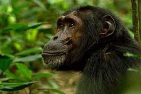 2 Days Chimpanzee trekking