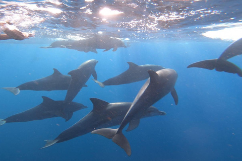 Zanzibar dolphins+ snokling at mnemba with turles swimming