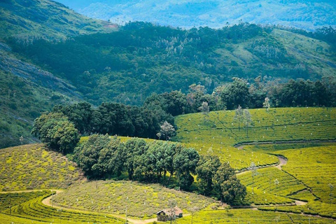 Klein Munnar: Vagamon Serene Teegärten, Wiesen und Wälder