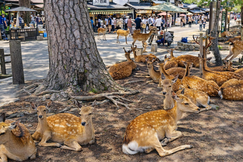 Kyoto: Private City Highlights Tour (Local Guide 6-Hour)