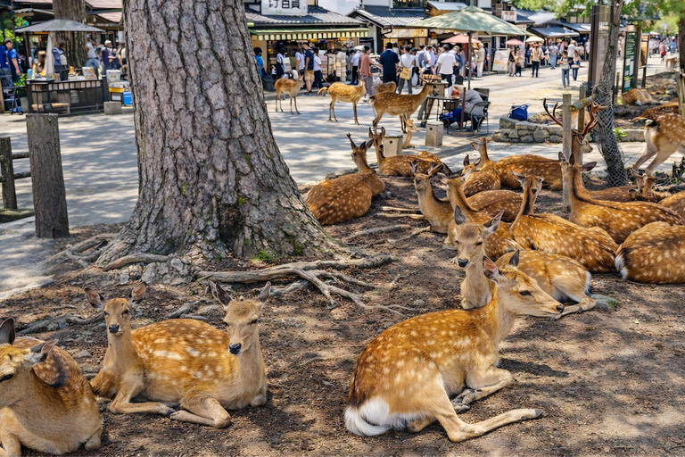 Kyoto: Private City Highlights Tour (Local Guide 6-Hour)
