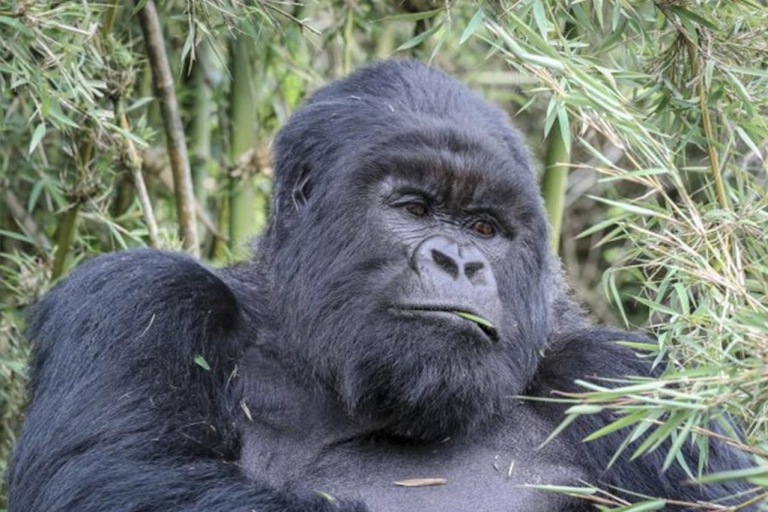 1 día de rastreo de gorilas en el Parque Nacional de los Volcanes de Ruanda