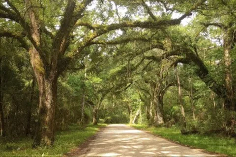 Pearlington: River Boat Cruise and Swamp Walk Tour