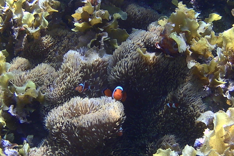 El Nido, Sibaltan: Snorkeling particular e tour pelas ilhas secretasEl Nido, Sibaltan: Tour particular com snorkeling e ilhas secretas