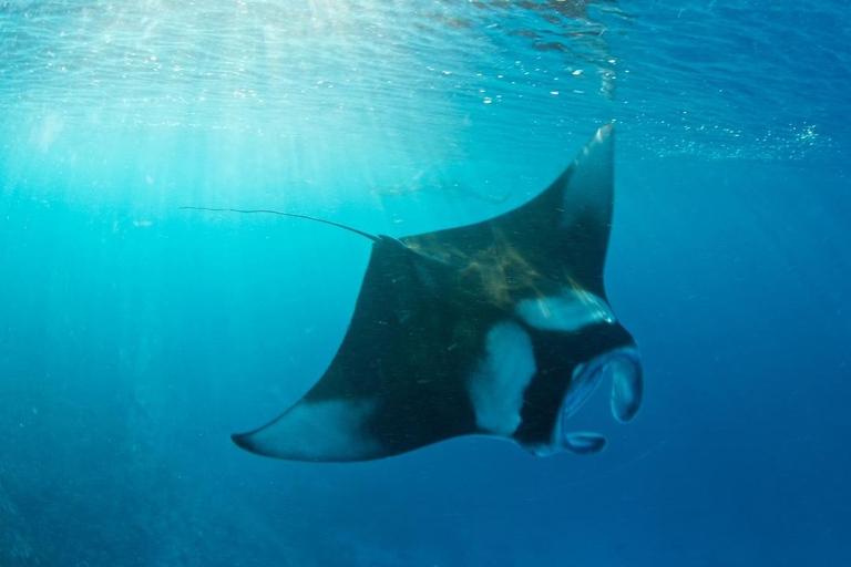 Labuan Bajo: Private Yacht Komodo-Inseln &amp; Manta-SchnorchelnPrivate Yachttour am Vormittag (13:00–19:00 Uhr) – Maximal 6 Gäste