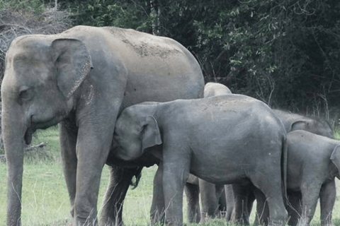 3-Day Luxury Glamping in Yala National Park