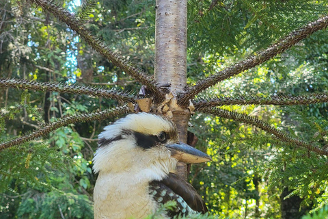 Excursión de 3 días de Hervey Bay a K&#039;gari/Isla Fraser (Casa en la playa)