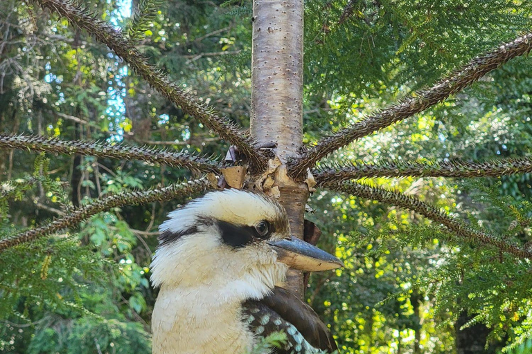 Excursión de 3 días de Hervey Bay a K&#039;gari/Isla Fraser (Casa en la playa)