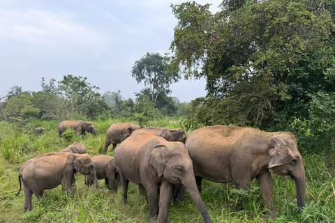 Eco-Friendly Minneriya Elephant Safari & Herbal Garden Tour