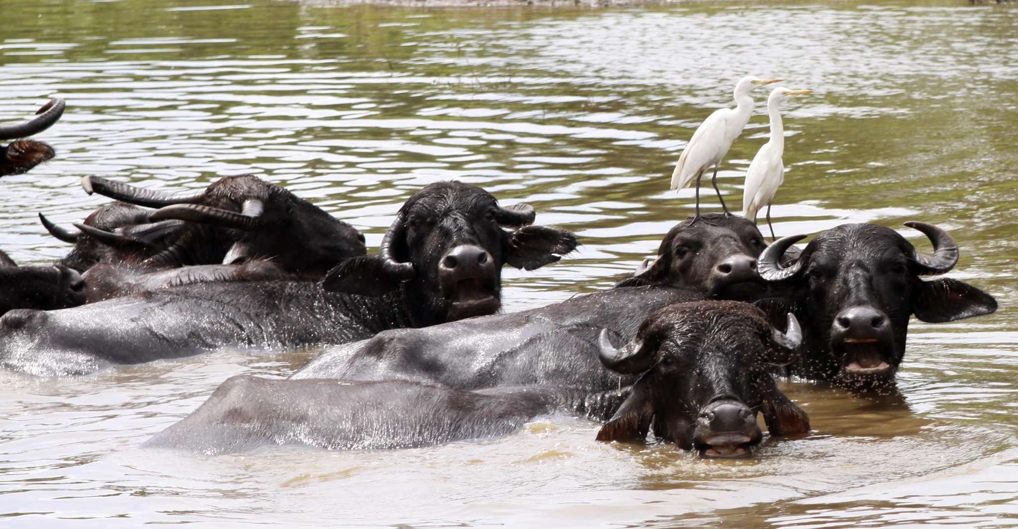 Wilpattu National Park Safari Tour - Housity