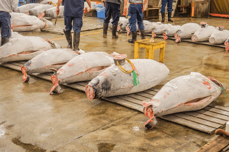 Tokyo: TeamLab Planets Art & Tsukiji Market Food Tour