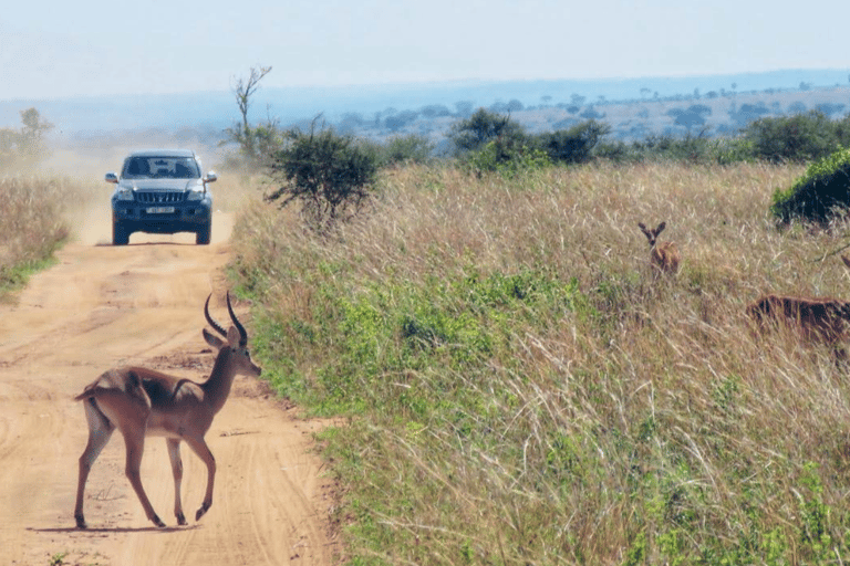 OUGANDA : 7 jours aux chutes de Murchison, à Queen Elizabeth et à Ziwa