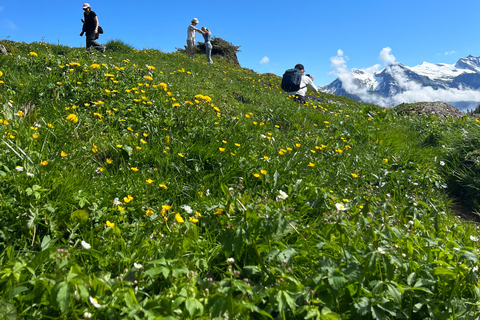 Interlaken: Scenic hiking tour from Mürren to Rotstock hut.