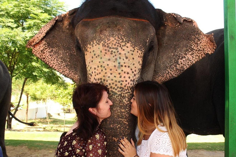 Jaipur: Amer fort, Hawa Mahal and Elefantastic Jaipur Tour