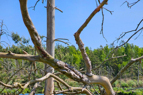 De Riga: Passeio na selva da Letônia com prancha de remoSelva letã