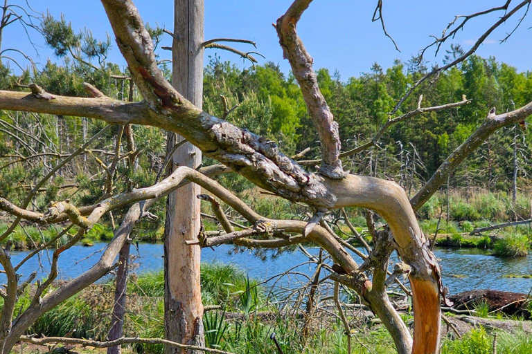 De Riga: Passeio na selva da Letônia com prancha de remoSelva letã