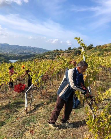 Visit Wine tasting & vineyards escape day tour from Tirana in Tirana