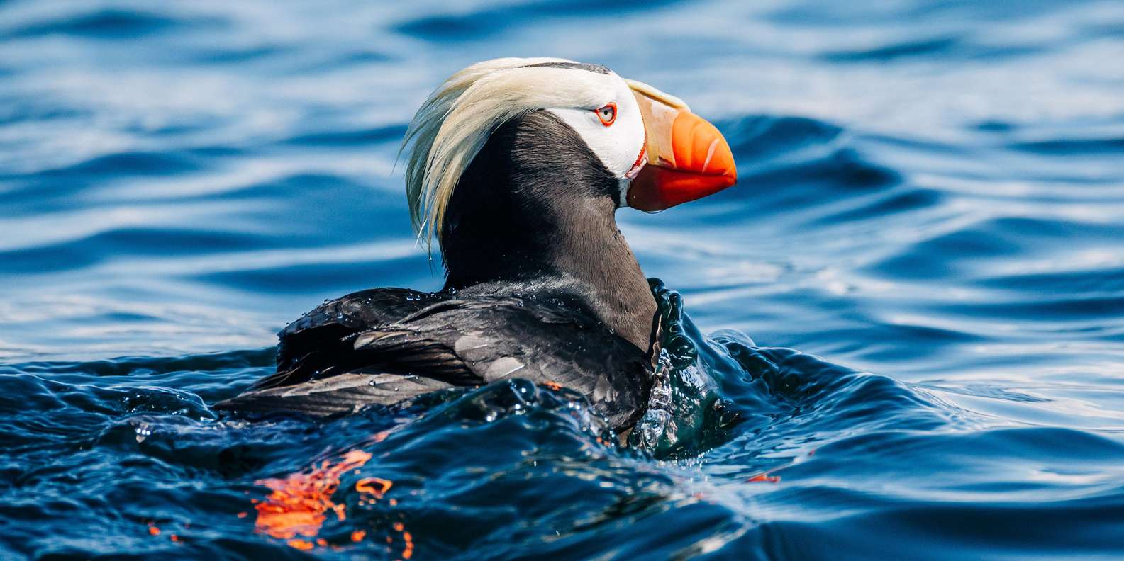 Naturfotograf Tor Egil Kvalnes: Lys og skygge i Nordlands høstnatur, image size:1585x792
