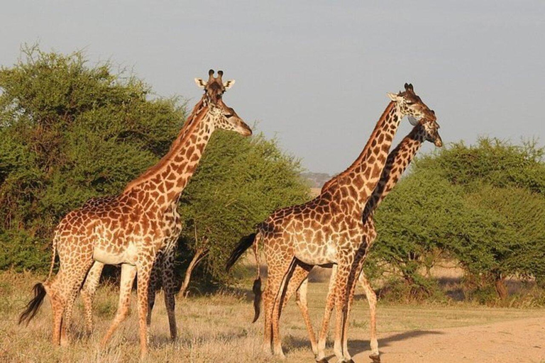 Northern Tanzania Affordable Safari