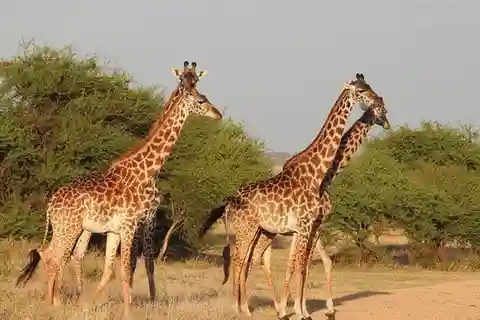7 - Día Los Cinco Grandes, Tarangire, Ngorongoro, Serengeti y Más
