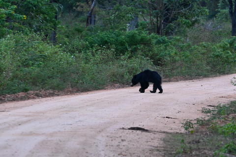 Desde Tangalle: Safari por el Parque Nacional de Yala con bajada: EllaSafari matinal de 4 horas