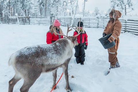 روفانيمي: رحلة على زلاجة الرنة عبر الغابة