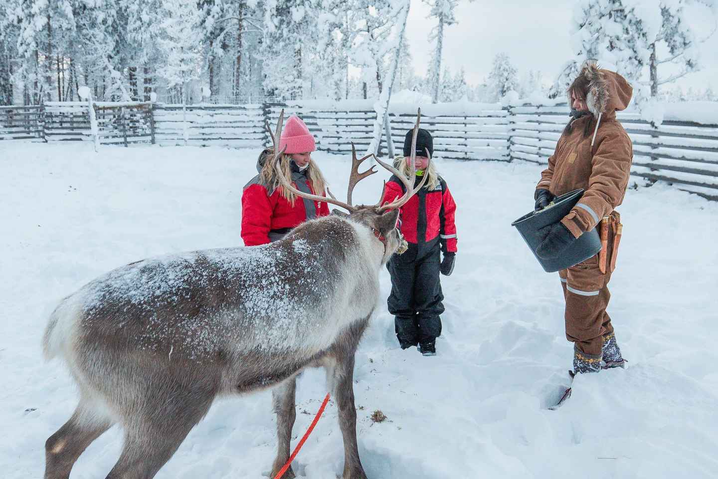 Rovaniemi: 2km Reindeer Sled Ride Through the Forest
