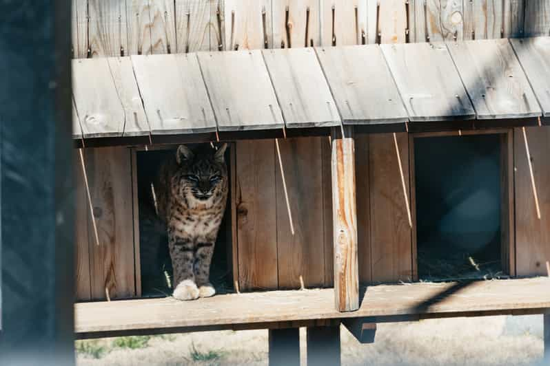 Alpine, SD: Lions Tigers & Bears Sanctuary Tour And Feeding | GetYourGuide