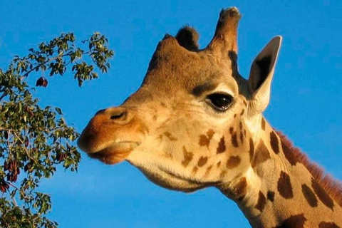 Tabernas: MiniHollywood Oasys Entry Ticket & Optional Buffet MiniHollywood Oasys Entry Ticket with Buffet