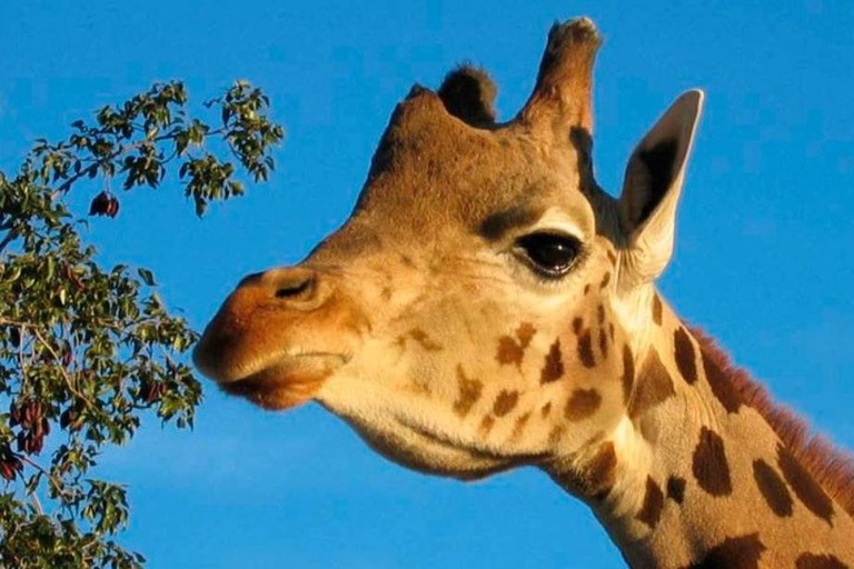 Tabernas: MiniHollywood Oasys Entry Ticket & Optional Buffet MiniHollywood Oasys Entry Ticket with Buffet