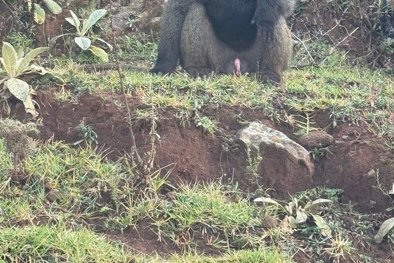 Akaro Village Sunrise & Sunset Wildlife Hike – Entoto