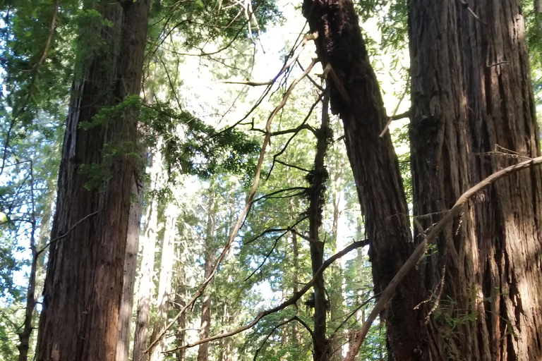 San Francisco: Muir Woods and Sausalito Entry Fee Included