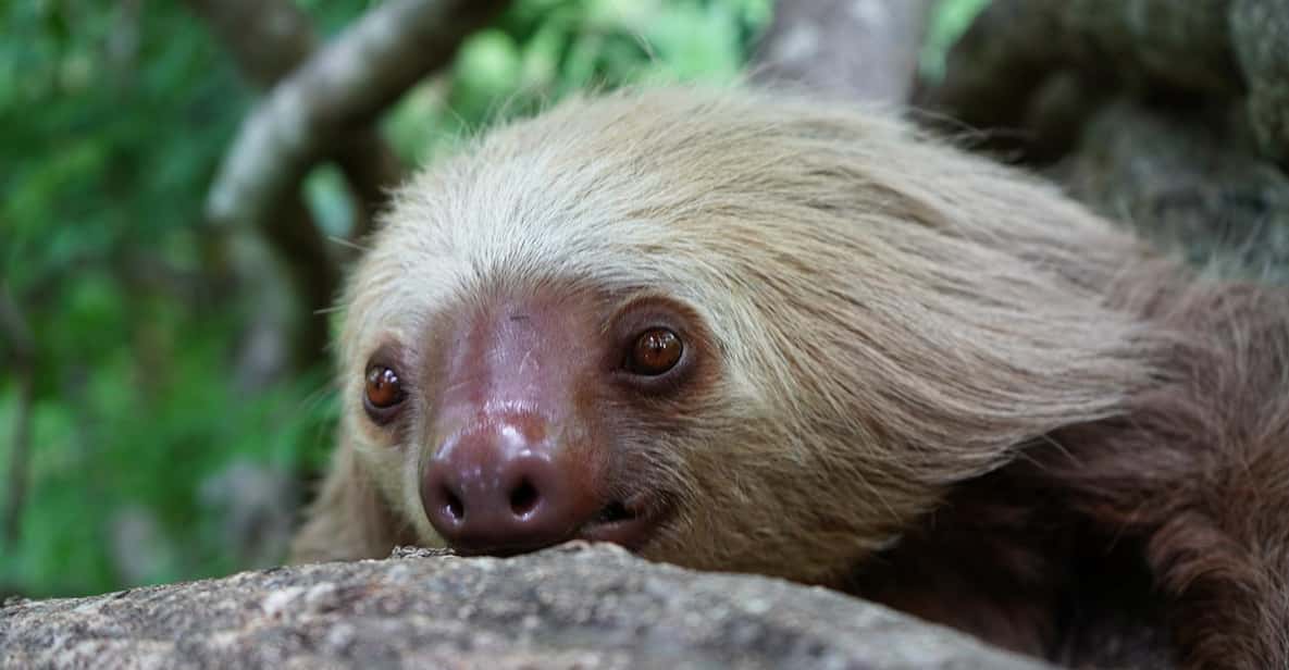 Private Guaranteed Sloth Watching Tour in La Fortuna | GetYourGuide