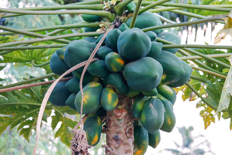 Vientiane: Market Tour and Cooking Class with Challenge Cooking Class only